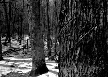 TubingTrees1.JPG (127947 bytes)