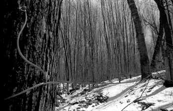 TubingTrees2.JPG (116102 bytes)