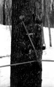 TubingTrees3.JPG (52772 bytes)